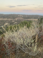 Malacothamnus marrubioides