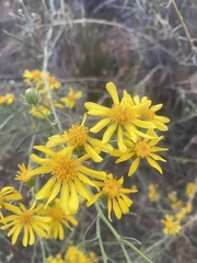 Senecio flaccidus douglasii