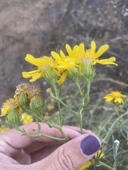 Senecio flaccidus douglasii