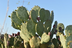 Opuntia megapotamica