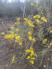 Senecio flaccidus douglasii