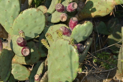 Opuntia megapotamica