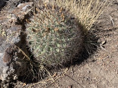 Pediocactus simpsonii