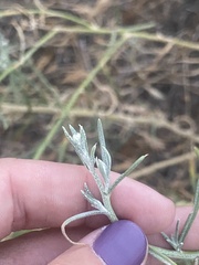 Senecio flaccidus douglasii