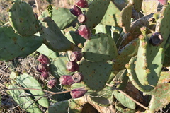 Opuntia megapotamica