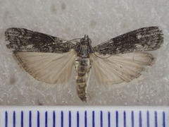 Pyralidae
