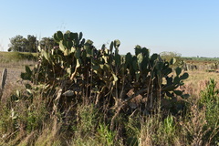 Opuntia megapotamica