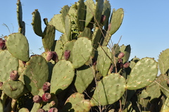 Opuntia megapotamica