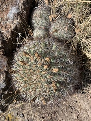Pediocactus simpsonii