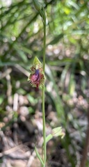 Calochilus campestris