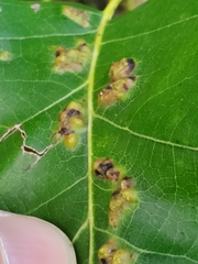 Aceria querci