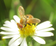 Gymnoclytia