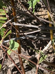 Coluber constrictor mormon