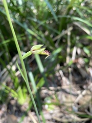Calochilus campestris