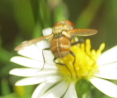 Gymnoclytia
