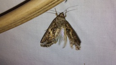 Spodoptera ornithogalli