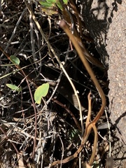 Coluber constrictor mormon