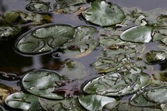 Polypedilum braseniae