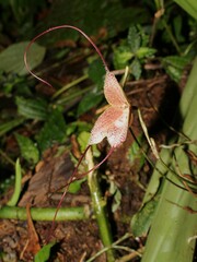 Image of Dracula astuta