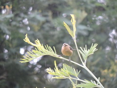 Conirostrum cinereum