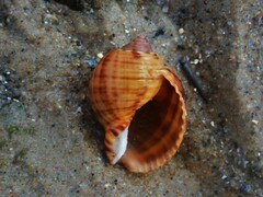 Tonna tankervillii