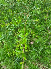 Bursaria spinosa spinosa