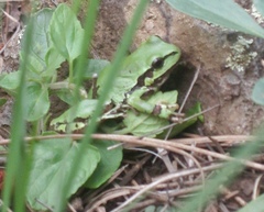 Hyla wrightorum