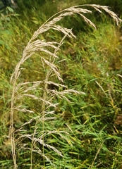 Stipa splendens