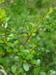 Bursaria spinosa spinosa