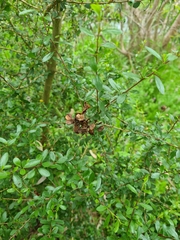 Bursaria spinosa spinosa