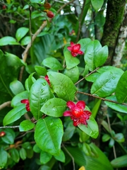 Ochna thomasiana