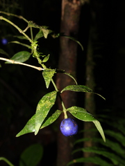 Faramea capulifolia image