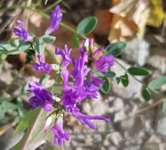 Astragalus laxmannii