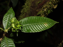 Palicourea ramonensis