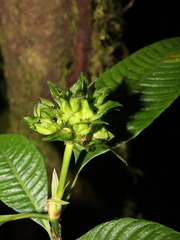 Palicourea ramonensis