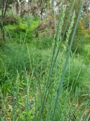 Poa labillardierei