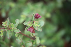 Dodonaea dodecandra