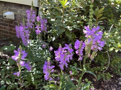 Physostegia virginiana