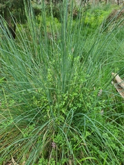 Poa labillardierei