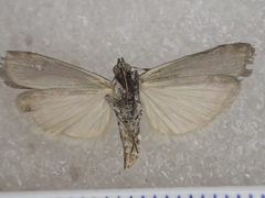 Pyralidae