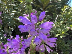 Physostegia virginiana