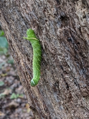 Paonias excaecata