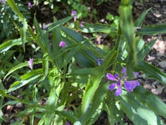 Physostegia virginiana