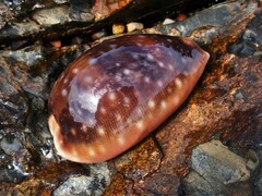 Lyncina vitellus