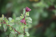 Dodonaea dodecandra