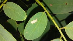 Chrysaster ostensackenella