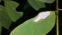 Chrysaster ostensackenella