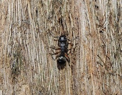 Polyrhachis femorata