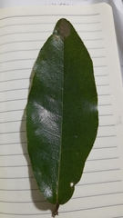 Aextoxicon punctatum