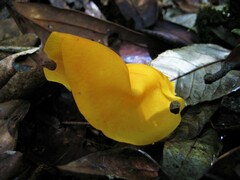 Hymenogloea papyracea